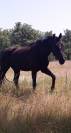 Superbe hongre dressage par Don juan 