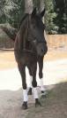 Cheval de dressage