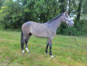 Mâle SF 3 ans