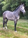 Mâle SF 3 ans