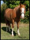 QH entier idéal élevage et sport : HQH Smoky Gun Olena