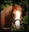 QH entier idéal élevage et sport : HQH Smoky Gun Olena