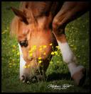 QH entier idéal élevage et sport : HQH Smoky Gun Olena