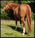 QH entier idéal élevage et sport : HQH Smoky Gun Olena