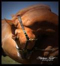 QH entier idéal élevage et sport : HQH Smoky Gun Olena