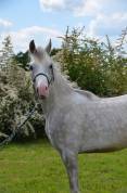 ARABE 2 ANS