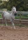 ARABE 2 ANS