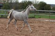 ARABE 2 ANS