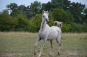 ARABE 2 ANS