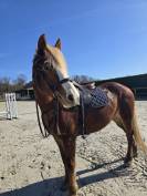 Ponette D PFS, très gentille, sport, porteuse