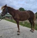 Ponette D PFS, très gentille, sport, porteuse