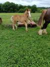 A reserver poulains Breton