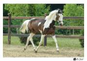 Jument pie - 4ans