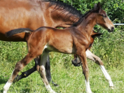 Pouliche par Qlassic Bois Margot 