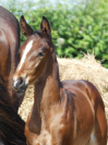 Pouliche par Qlassic Bois Margot 