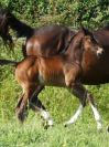 Pouliche par Qlassic Bois Margot 