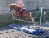 Poney monté et attelé 