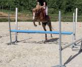 Poney monté et attelé 