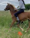 Poney monté et attelé 