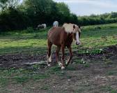 Poney monté et attelé 