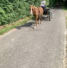 Poney monté et attelé 