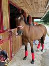 SUPER PONETTE DE SPORT CSO/DRESSAGE
