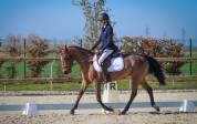 SUPER PONETTE DE SPORT CSO/DRESSAGE