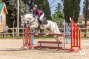 Poney Connemara Sport