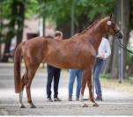 Yegua Hannoveriano En venta 2019 Alazán por falihandro