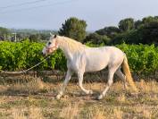 Plusieurs chevaux disponible à la vente 