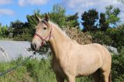 Plusieurs chevaux disponible à la vente 