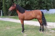 Plusieurs chevaux disponible à la vente 