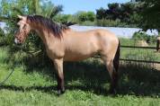 Plusieurs chevaux disponible à la vente 
