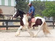 Plusieurs chevaux disponible à la vente 