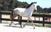 Plusieurs chevaux disponible à la vente 