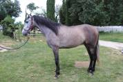 Plusieurs chevaux disponible à la vente 