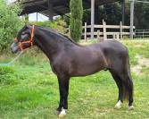 Plusieurs chevaux disponible à la vente 