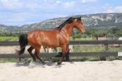 Plusieurs chevaux disponible à la vente 