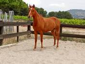 Plusieurs chevaux disponible à la vente 