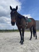 A VENDRE cheval de balade et loisir
