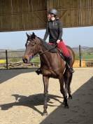 A VENDRE cheval de balade et loisir
