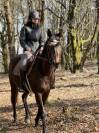 A VENDRE cheval de balade et loisir