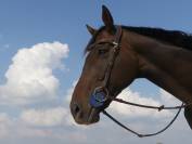 A VENDRE cheval de balade et loisir