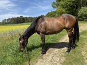 A VENDRE cheval de balade et loisir