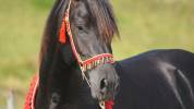 Stallion Arabian Thoroughbred For sale 2011 Black