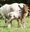 Poulain cheval miniature américain pp AMHA
