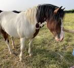Poney ONC pie bai 