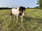 Poney ONC pie bai 