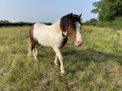 Poney ONC pie bai 