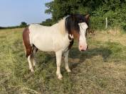Poney ONC pie bai 